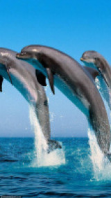 «Спасите вымирающих морских млекопитающих!»