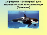 "Они выбрали море" - 19 февраля День защиты морских млекопитающих.