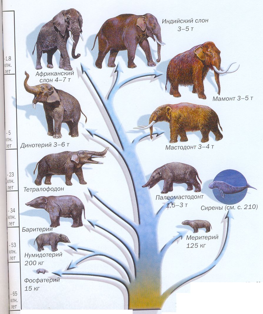 Примеры переходных форм и филогенетических рядов. Филетическая Эволюция хоботных. Эволюция хоботных млекопитающих. Филогенетический ряд хоботных. Эволюция слонов.